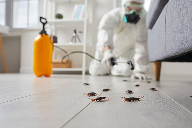 Commercial Kitchen Cockroach Control in Alderwood Manor